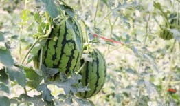 爆大瓜的网红吃的什么,揭秘她所品尝的神秘美食